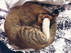 左公子猫密圈最新爆料,揭秘娱乐圈最新动态